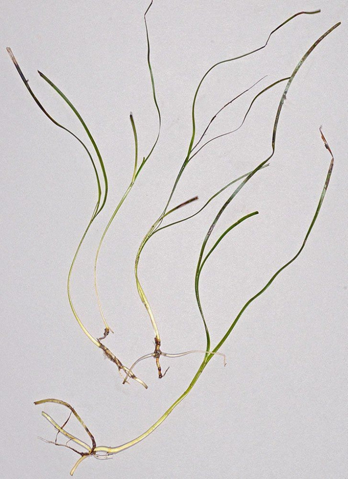 Nanozostera japonica iz zaliva Yaquina, Oregon