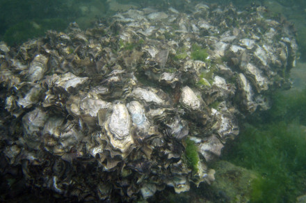 Japonska ostriga (lat. Magallana gigas)