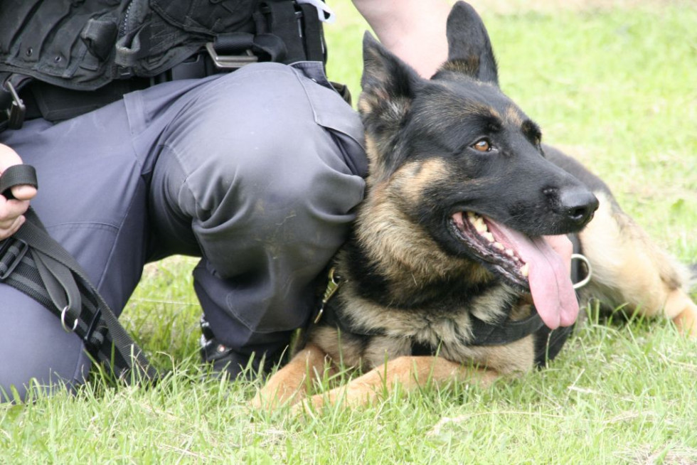 Službeni pes policije ob policistovi nogi