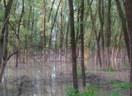 Poplavljen gozd