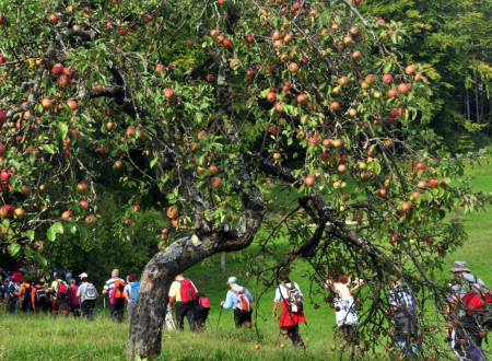 Jablane z zrelimi jabolki, mimo katerih gredo pohodniki