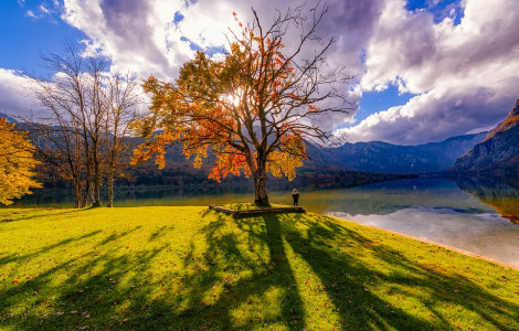 slovenia nature pixabay (Autumn tree by Lake Bohinj)