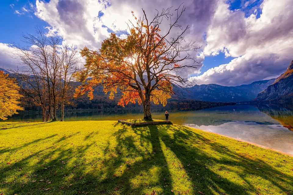 Autumn tree by Lake Bohinj