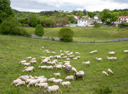 ovce na paši, v ozadju hiša