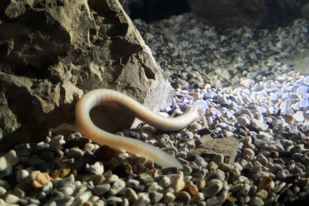Človeška ribica v akvariju