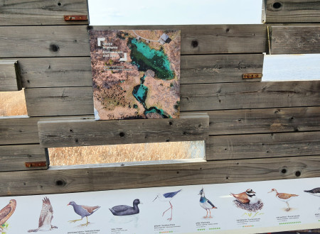 Knjiga na lesenem ozadju, spodaj slike ptic