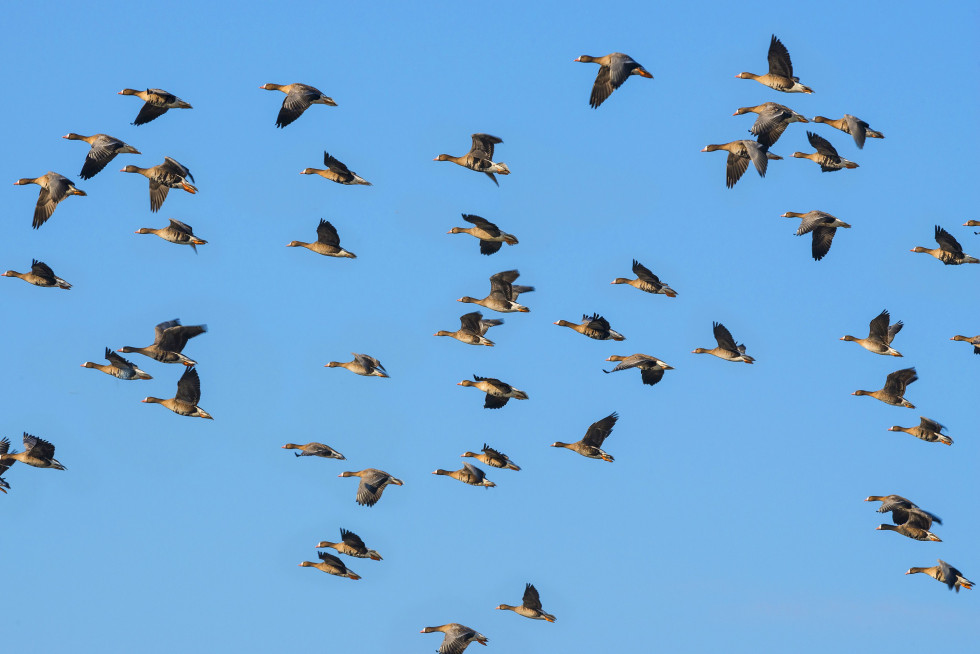Flock of white-fronted geese