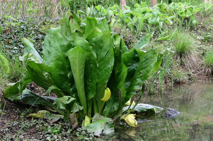 Ameriški lizihiton (lat. Lysichiton americanus)