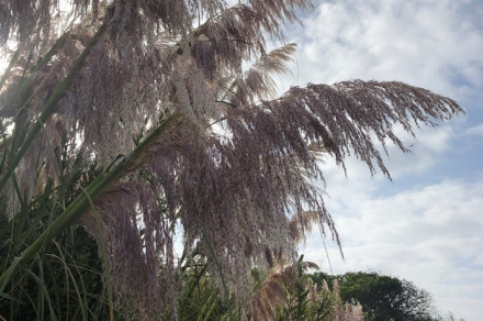 Andska pampaška trava (lat. Cortaderia jubata)