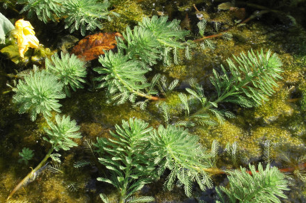 Brazilski rmanec (lat. Myriophyllum aquaticum)