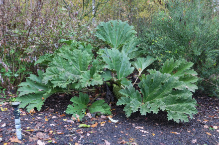 Čilenska gunera (lat. Gunnera tinctoria)