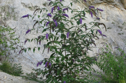 Davidova budleja, tudi metuljnik (lat. Buddleja davidii)