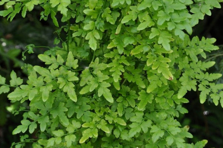 Japonska vzpenjava praprot (lat. Lygodium japonicum)