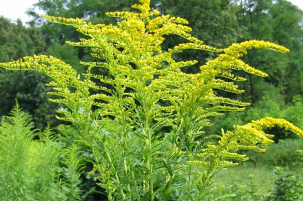 Kanadska zlata rozga (lat. Solidago canadensis sp.)