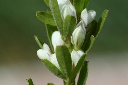 Kitajska grmasta detelja (lat. Lespedeza cuneata)