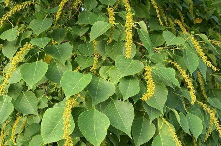 Kitajski lojevec (lat. Triadica sebifera)