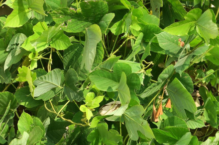 Kudzu (lat. Pueraria montana var. lobata)