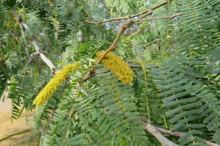 Mehiški meskit (lat. Prosopis juliflora)