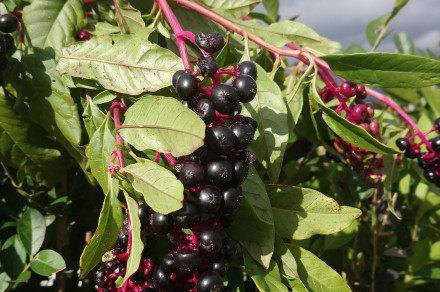 Navadna barvilnica (lat. Phytolacca americana)
