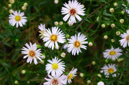 Nebine, astre (lat. Aster spp.)