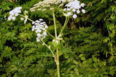 Orjaški dežen (lat. Heracleum mantegazzianum)