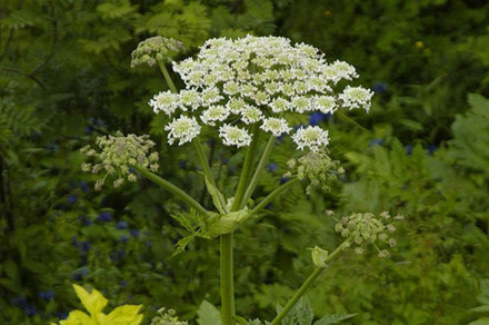 Perzijski dežen (lat. Heracleum persicum)