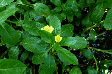 Plazeča ludvigija (lat. Ludwigia peploides)