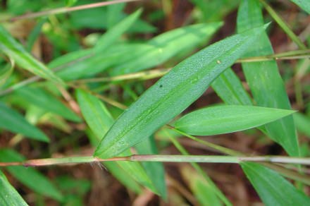 Pletarska hoduljevka (lat. Microstegium vimineum)