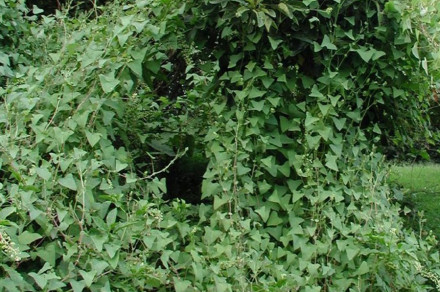 Plezajoča dresen (lat. Persicaria perfoliata/Polygonum perfoliatum)