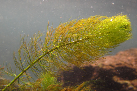 Raznolistni rmanec (lat. Myriophyllum heterophyllum) 