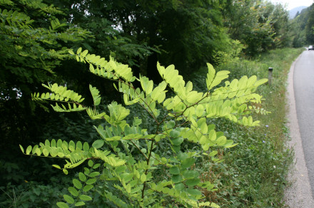 Robinija (lat. Robinia pseudoacacia)