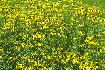 Rudbekija (lat. Rudbeckia sp.)