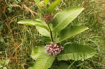 Sirska svilnica (lat. Asclepias syriaca)