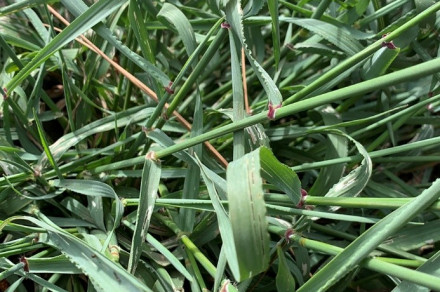 Trajna guboplevka (lat. Ehrharta calycina)