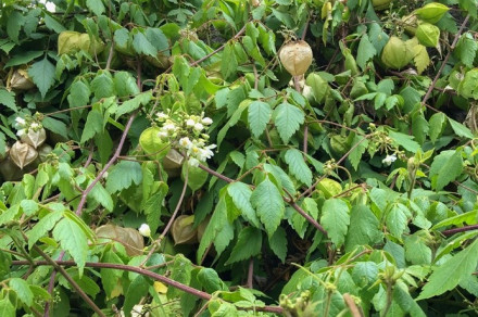 Velika korinda (lat. Cardiospermum grandiflorum)