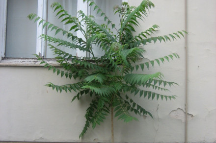 Veliki pajesen (lat. Ailanthus altissima)