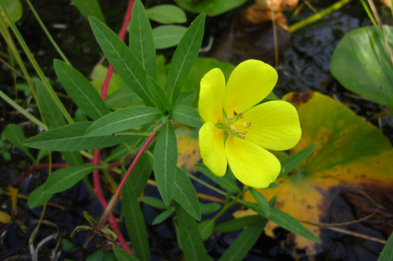 Velikocvetna ludvigija (lat. Ludwigia grandiflora)