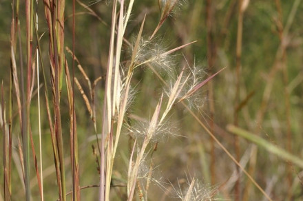 Viržinski kršin (lat. Andropogon virginicus)