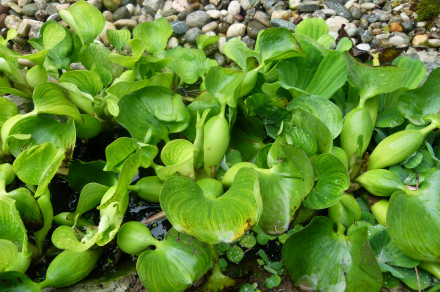 Vodna hijacinta (lat. Eichornia crassipes)