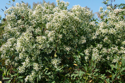 Vzhodni bakaris (lat. Baccharis halimifolia)