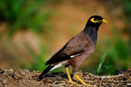 Žalostna majna (lat. Acridotheres tristis)