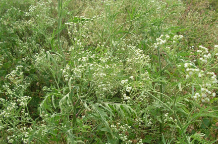 Ameriški ščetinasti vratič (Parthenium hysterophorus)