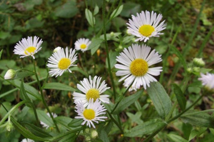 Enoletna suholetnica (lat. Erigeron annuus)