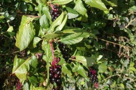 Navadna barvilnica (lat. Phytolacca americana)