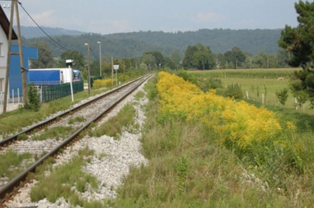 Orjaška zlata rozga (lat. Solidago gigantea)