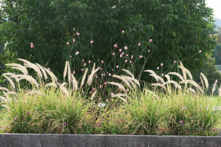 Ščetinasta perjanka (lat. Pennisetum setaceum)