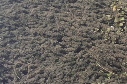 Vodna kuga, tudi: račja zel (lat. Elodea canadensis)