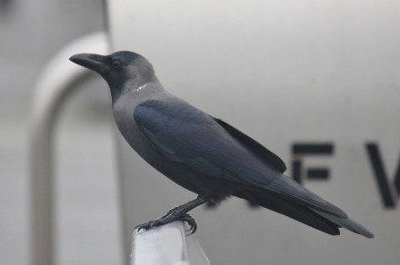 Domača vrana (lat. (Corvus splendens))