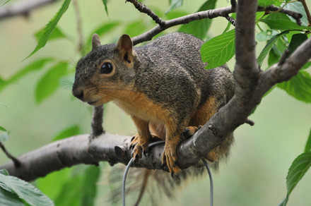 Lisičja veverica (lat. Sciurus niger)