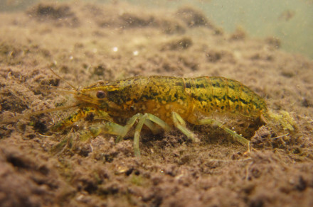 Marmornati škarjar (lat. Procambarus fallax f. virginalis)